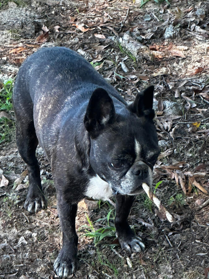 Telula, our apiary guardian